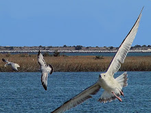 SOARING FREE
