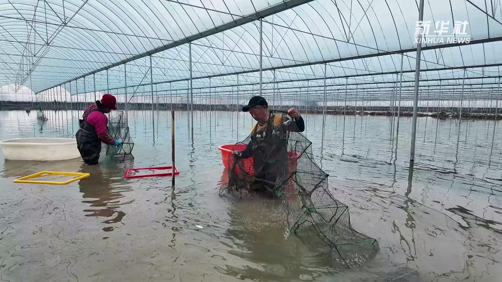 江苏淮安：大棚小龙虾鲜活上市