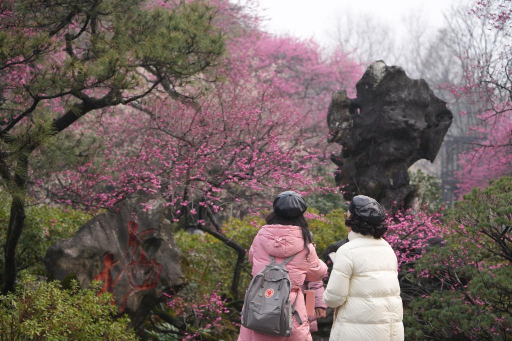 浙江杭州：灵峰探梅