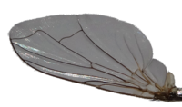 TT flywing alpha