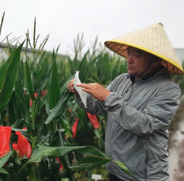 黑土地上，抓牢玉米“中国芯”