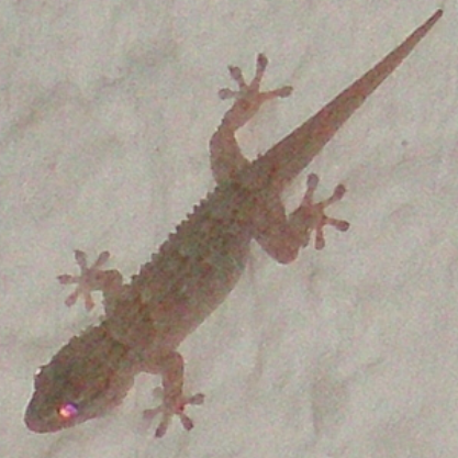 hemidactylus