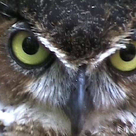 @owlice