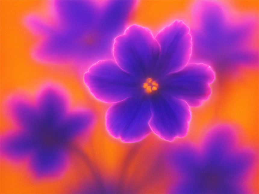 Eine verträumte Nahaufnahme von leuchtend violetten Blumen mit neon-magentafarbenen Rändern vor einem leuchtend orangefarbenen Hintergrund
