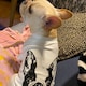 nobutanchinのアイコン