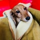 mellowlivingのアイコン
