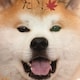 ドログバのアイコン