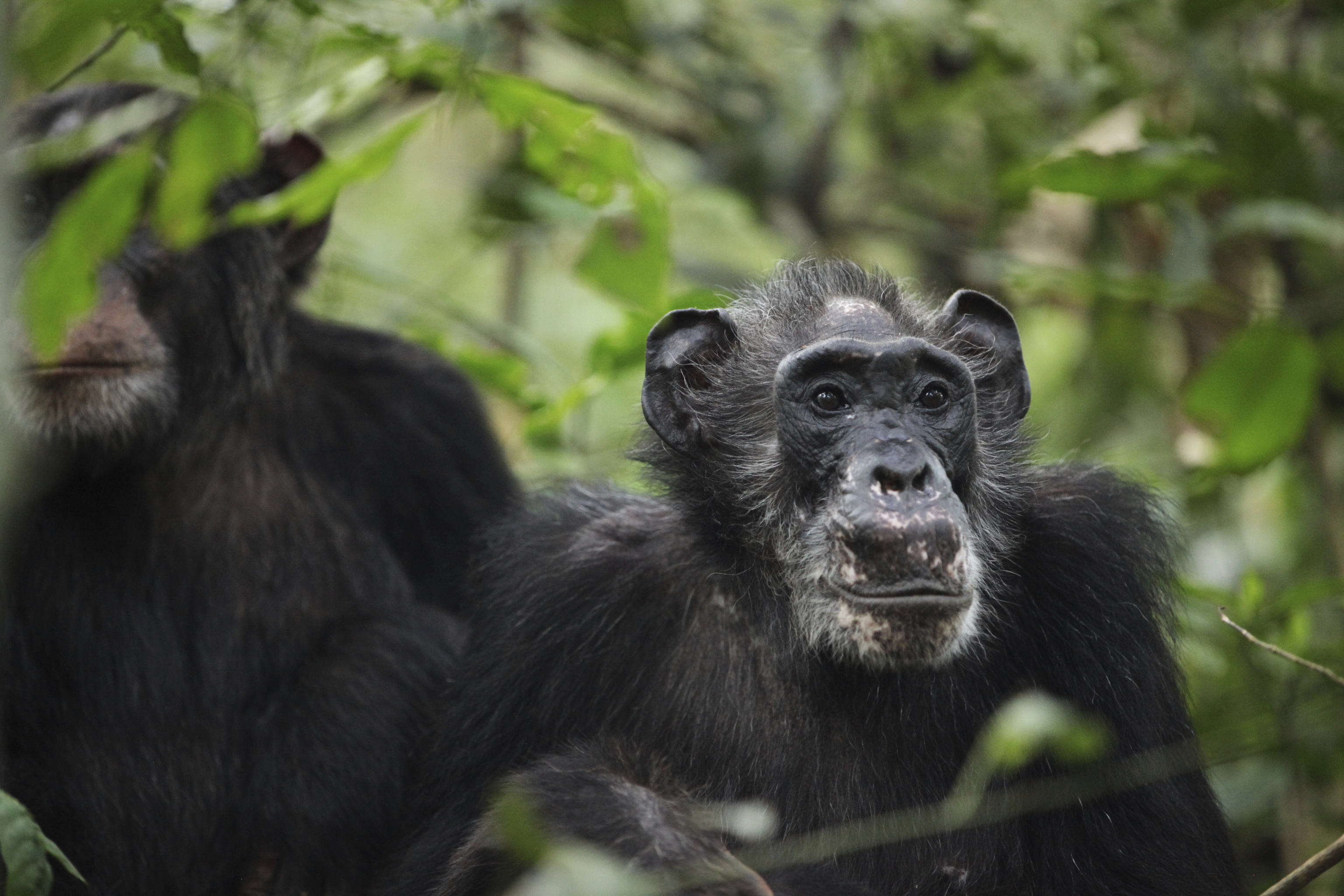 Varios chimpanc�s de Ngogo en el Parque Nacional Kibale (Uganda).