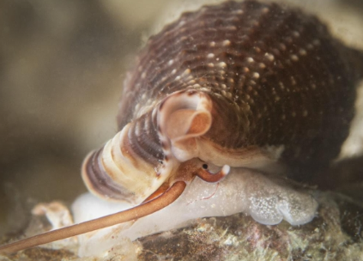 Un caracol vampiro, en imagen de archivo.