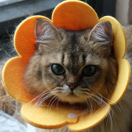 ZhouYingSASA's avatar