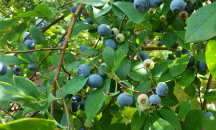 Blueberry