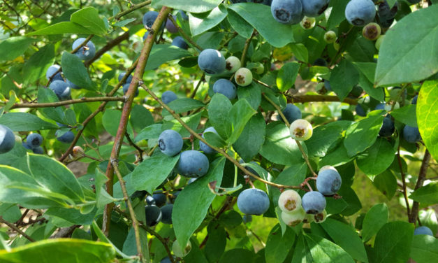 Blueberry