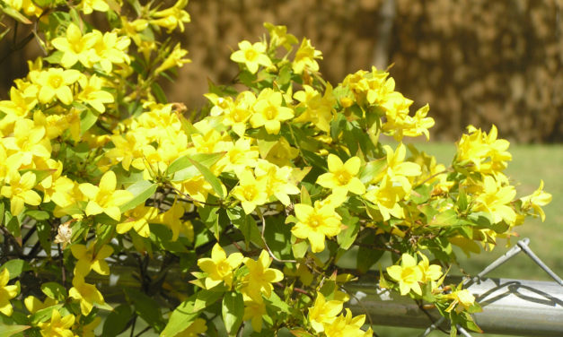Carolina Jessamine