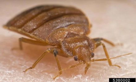 Bed Bugs