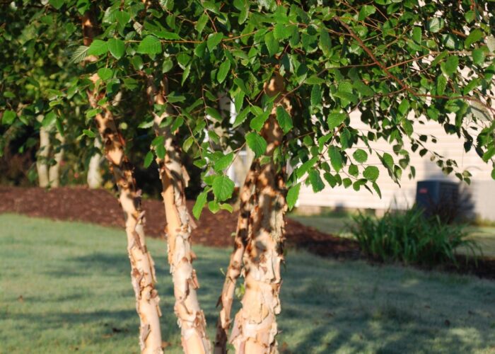 Multi-trunked Dura-Heat® river birch with oval-rounded crown and peeling bark exposing creamy-white inner bark.