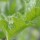 Dear Friend and Gardener-Summer Veg Garden