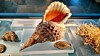 NHM Shells Starfish