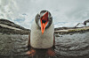 Angry Penguin