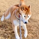 しばパークのアイコン