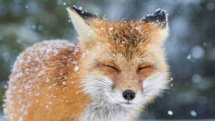 HD desktop wallpaper featuring a close-up of a red fox with closed eyes, snowflakes falling gently around its fur.