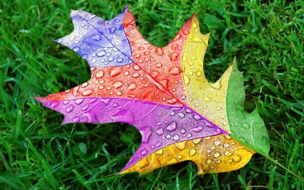 A vibrant, multicolored leaf adorned with raindrops rests on lush green grass, capturing the beauty of nature in this HD desktop wallpaper.