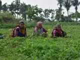 FPOs hold promise for smallholders, but face structural constraints: Study