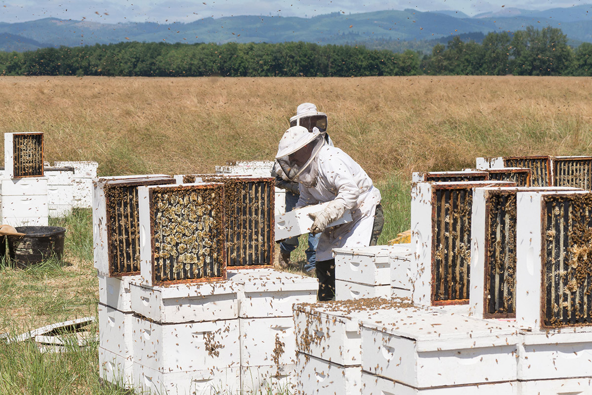 Photo of commercial beekeepers