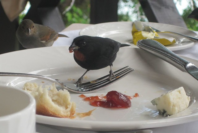 birds-at-brkfst4864