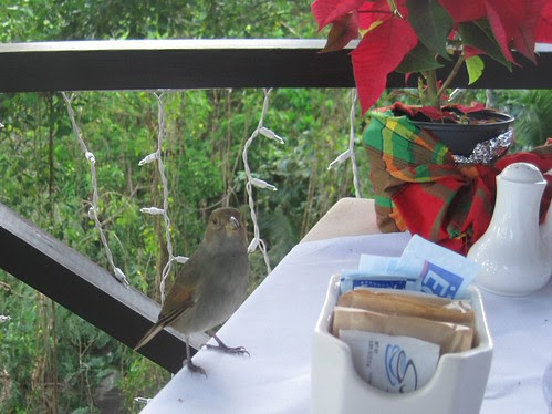 christmasbird