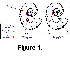 fig1a