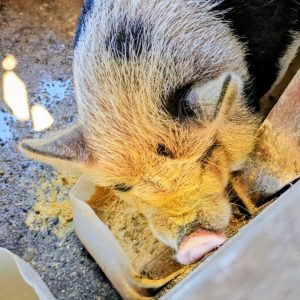 A white pig with black spots eating his feed seemingly being disturbed by the camara man.