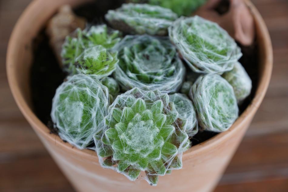Cactus Green Plant