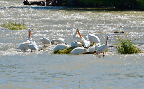 500 Pelicans