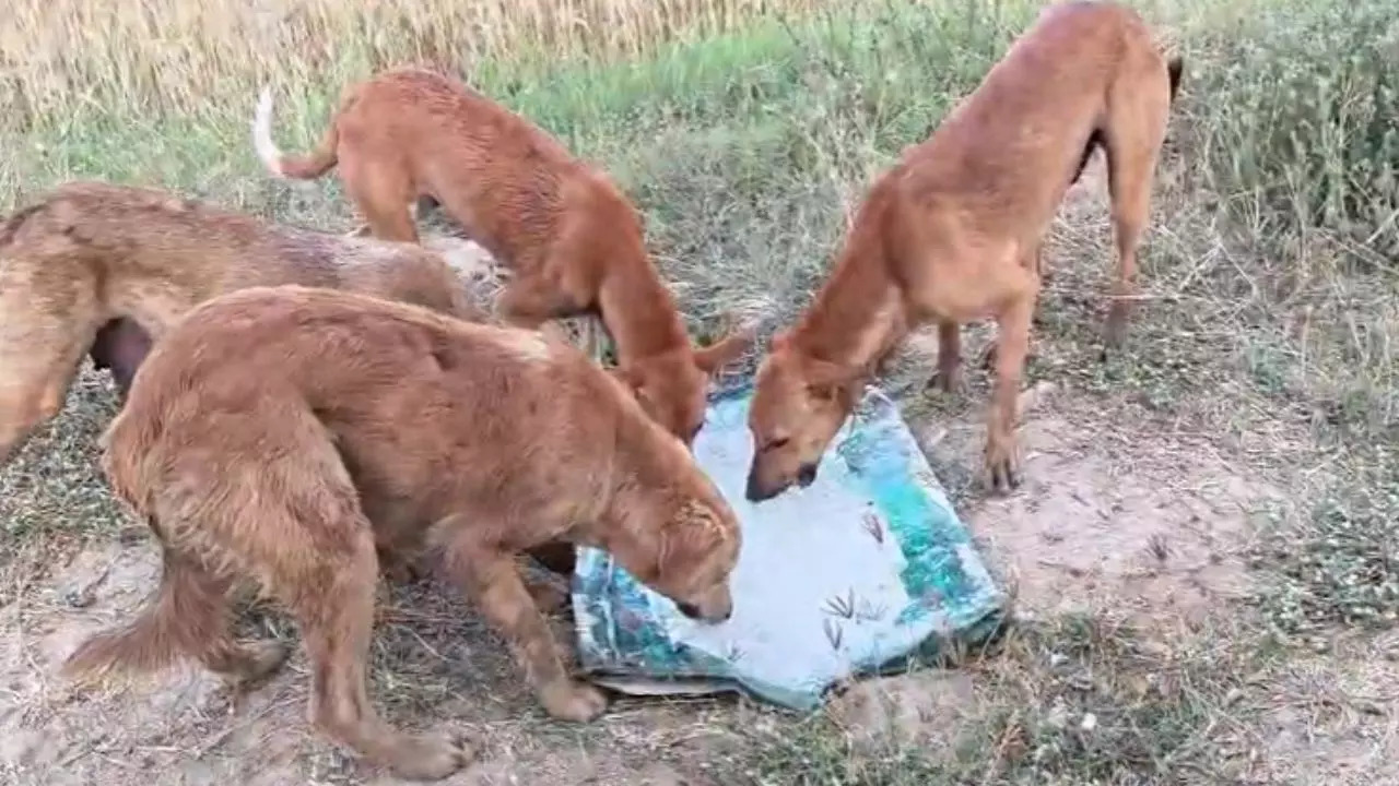 Image: Swapnil Soni