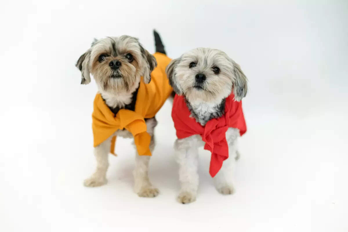 Top 10 dog breeds that are perfect for small spaces
