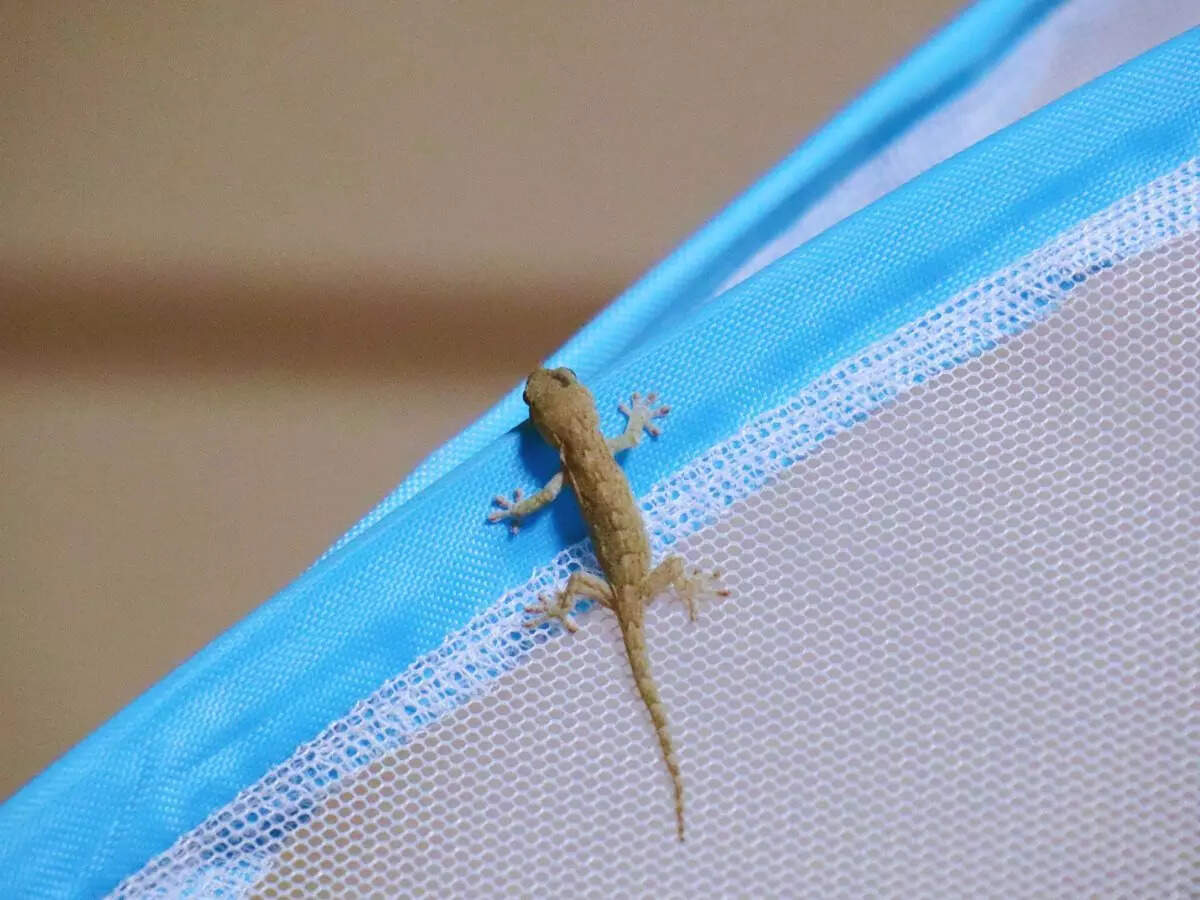 Lizards