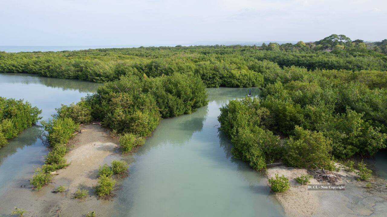 Coastal wetland