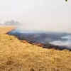 Article image for: We are compelled to burn stubble…” Farmer in Punjab’s Ferozepur shares his ordeal