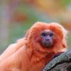 Article image for: 10 most distinct and unique animals in the <i class="tbold">amazon jungle</i>s