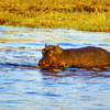 Chobe River, Botswana