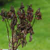 Dead, Dried, or Artificial Plants