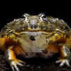 Bullfrog
