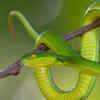 The Paradise Flying Snake