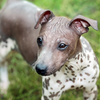 American hairless terrier