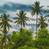 Article image for: <i class="tbold">kerala</i> — Coconut