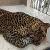 Article image for: Injured leopard rescued from roadside in Satara, shifted to Karad for treatment