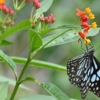 Article image for: Where butterflies will drink native nectar