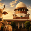 Article image for: How Tamil Nadu ended up with a cow slaughter ban its state govt never passed