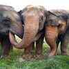 Article image for: Wild elephants disrupt traffic on Hogenakkal-Anchetty Road