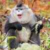Yunnan Snub-Nosed Monkey